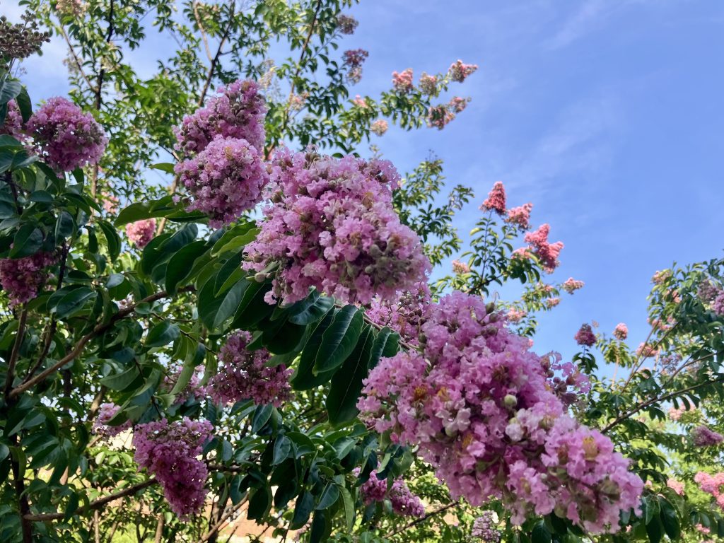 Crape myrtle blossoms.